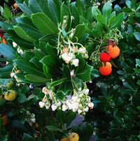 25 STRAWBERRY TREE Edible Red Berry Tree Arbutus Unedo Seeds Irish Killarney