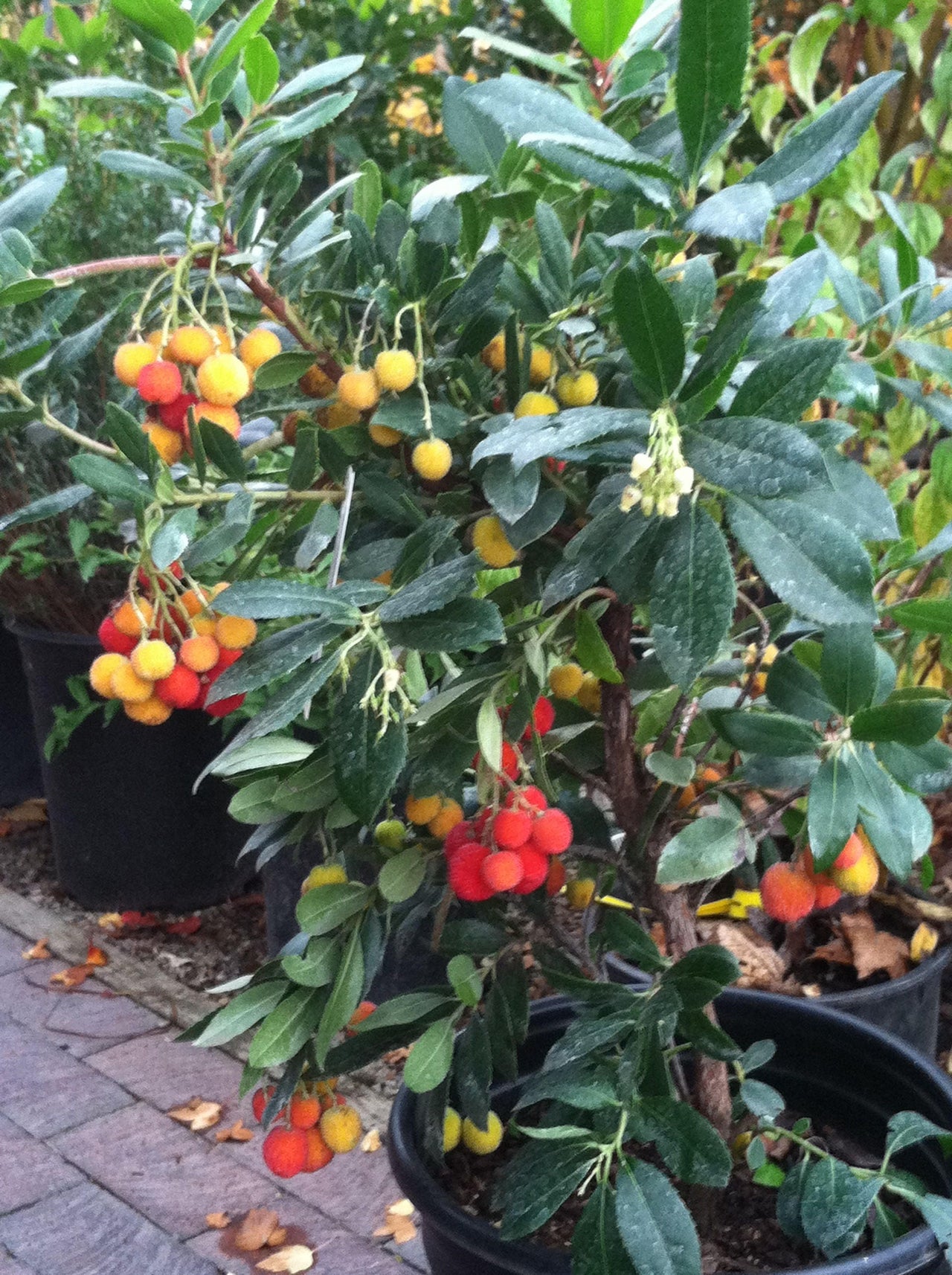25 STRAWBERRY TREE Edible Red Berry Tree Arbutus Unedo Seeds Irish Killarney