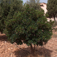25 STRAWBERRY TREE Edible Red Berry Tree Arbutus Unedo Seeds Irish Killarney