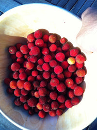 25 STRAWBERRY TREE Edible Red Berry Tree Arbutus Unedo Seeds Irish Killarney
