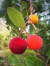 25 STRAWBERRY TREE Edible Red Berry Tree Arbutus Unedo Seeds Irish Killarney