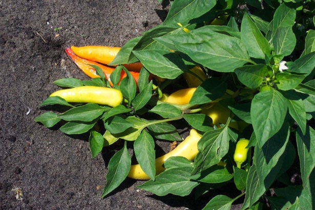 200 HEIRLOOM BANANA Pepper Sweet Yellow Hungarian Capsicum Annuum Vegetable Seed