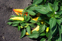 200 HEIRLOOM BANANA Pepper Sweet Yellow Hungarian Capsicum Annuum Vegetable Seed