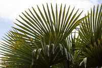30 CALIFORNIA FAN PALM Tree Petticoat Arizona Desert Washingtonia Filifera Seeds