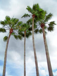 30 CALIFORNIA FAN PALM Tree Petticoat Arizona Desert Washingtonia Filifera Seeds