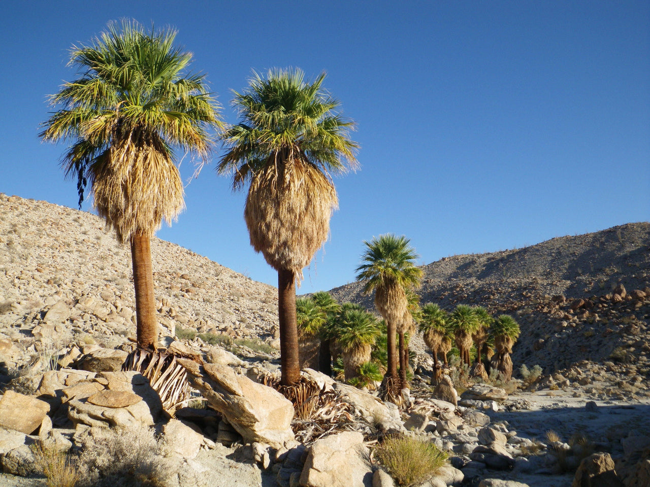 30 CALIFORNIA FAN PALM Tree Petticoat Arizona Desert Washingtonia Filifera Seeds