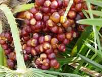 5 MEDITERRANEAN FAN PALM European Dwarf Tree Shrub Chamaerops Humilis Seeds