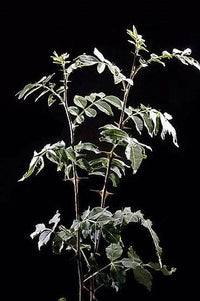 25 SZECHUAN PEPPER Peppercorn Sichuan Szechwan Zanthoxylum Bungeanum Spice Seeds