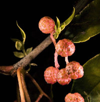 25 SZECHUAN PEPPER Peppercorn Sichuan Szechwan Zanthoxylum Bungeanum Spice Seeds