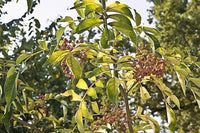 25 SZECHUAN PEPPER Peppercorn Sichuan Szechwan Zanthoxylum Bungeanum Spice Seeds