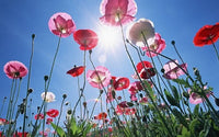 1000 PEPPERBOX POPPY MIX Papaver Somniferum Mixed Colors Red Violet Flower Seeds