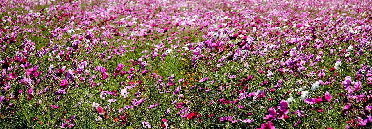 1000 PEPPERBOX POPPY MIX Papaver Somniferum Mixed Colors Red Violet Flower Seeds