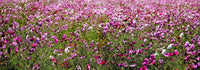 1000 PEPPERBOX POPPY MIX Papaver Somniferum Mixed Colors Red Violet Flower Seeds