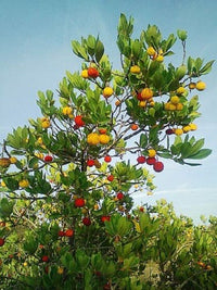 25 STRAWBERRY TREE Edible Red Berry Tree Arbutus Unedo Seeds Irish Killarney