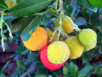 25 STRAWBERRY TREE Edible Red Berry Tree Arbutus Unedo Seeds Irish Killarney