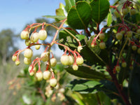 25 STRAWBERRY TREE Edible Red Berry Tree Arbutus Unedo Seeds Irish Killarney