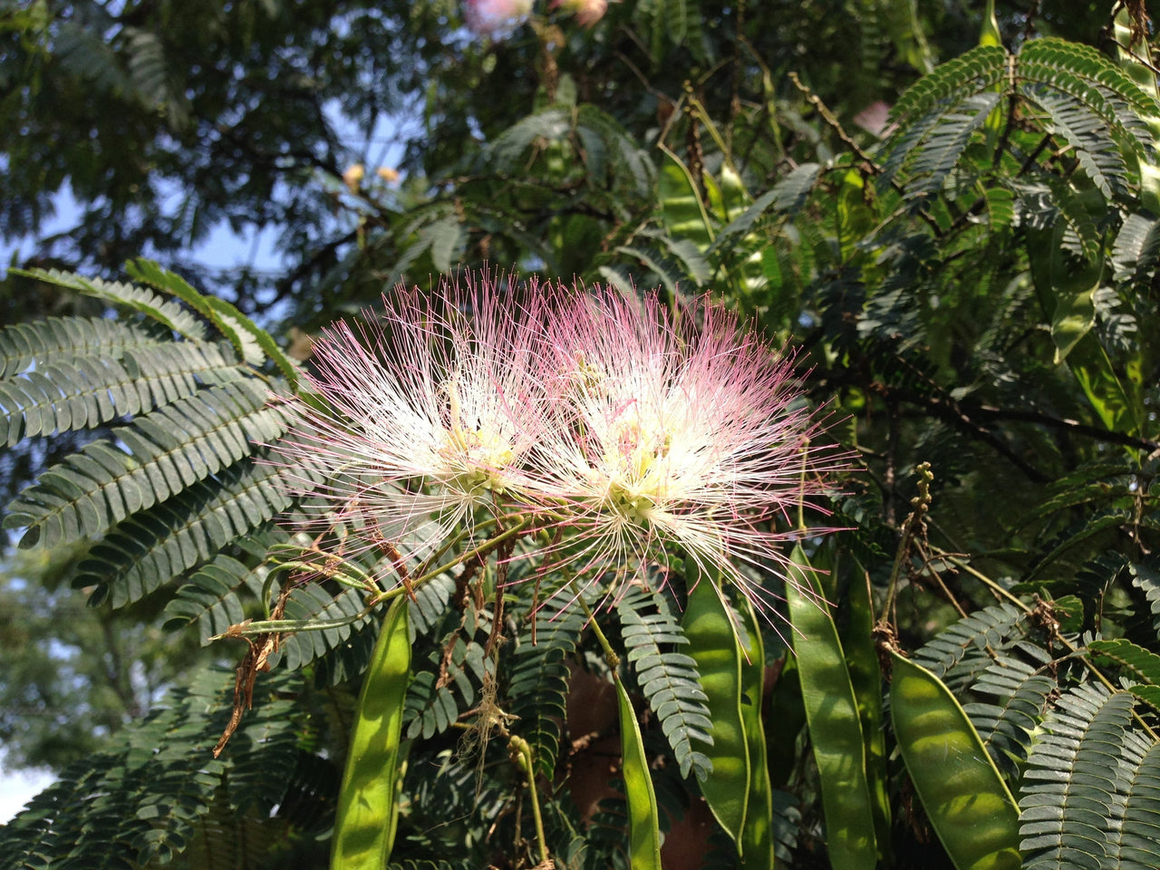 25 MIMOSA TREE E H WILSON Hummingbird Pink Flower Albizia Julibrissin Rosea Seeds