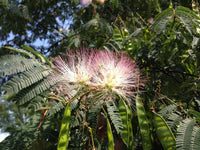 25 MIMOSA TREE E H WILSON Hummingbird Pink Flower Albizia Julibrissin Rosea Seeds