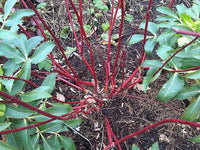 25 FIRE and ICE DOGWOOD Cornus Alba Shrub Tree Variegated Red Bark White Berry & Flower Seeds