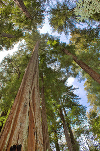 40 GIANT SEQUOIA Sequoiadendron Giganteum Sierra Redwood Tree Seeds
