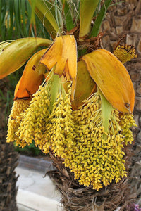 10 PYGMY DATE PALM Phoenix Roebelenii Dwarf Miniature Ornamental Fruit Tree Houseplant Seeds