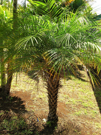 10 PYGMY DATE PALM Phoenix Roebelenii Dwarf Miniature Ornamental Fruit Tree Houseplant Seeds