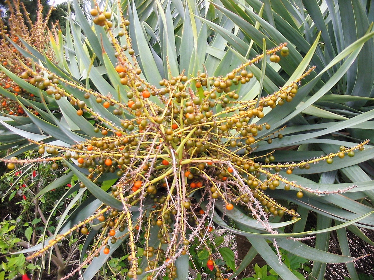 10 DRAGON TREE Dracaena Draco Canary Island Drago Blood Asparagus Yucca Evergreen Succulent Houseplant Orange Berry White Flower Seeds