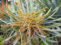 10 DRAGON TREE Dracaena Draco Canary Island Drago Blood Asparagus Yucca Evergreen Succulent Houseplant Orange Berry White Flower Seeds