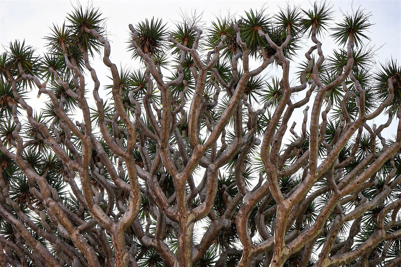 10 DRAGON TREE Dracaena Draco Canary Island Drago Blood Asparagus Yucca Evergreen Succulent Houseplant Orange Berry White Flower Seeds