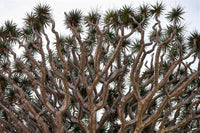 10 DRAGON TREE Dracaena Draco Canary Island Drago Blood Asparagus Yucca Evergreen Succulent Houseplant Orange Berry White Flower Seeds