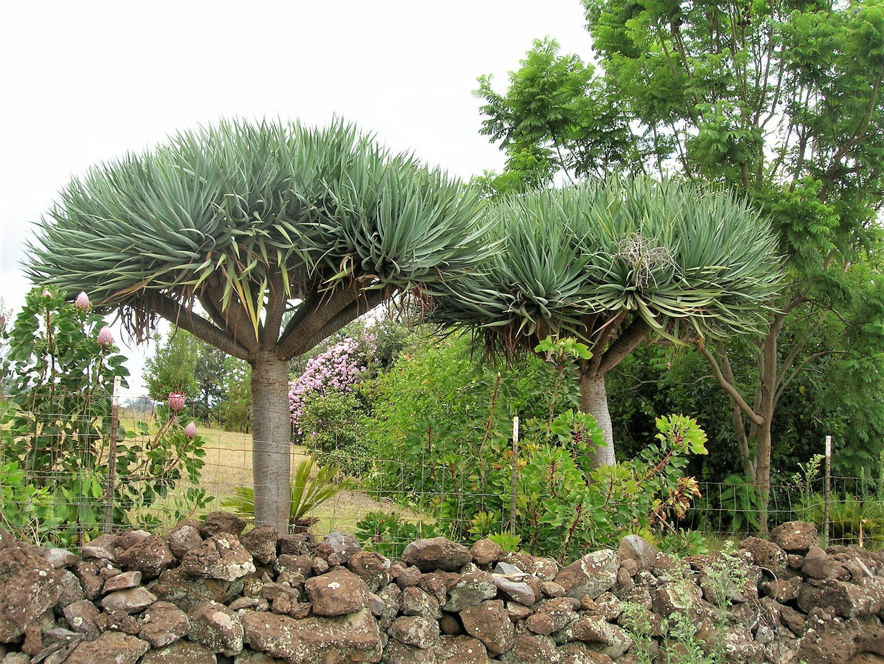 10 DRAGON TREE Dracaena Draco Canary Island Drago Blood Asparagus Yucca Evergreen Succulent Houseplant Orange Berry White Flower Seeds