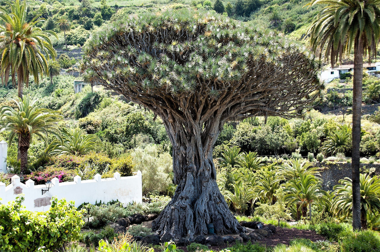 10 DRAGON TREE Dracaena Draco Canary Island Drago Blood Asparagus Yucca Evergreen Succulent Houseplant Orange Berry White Flower Seeds