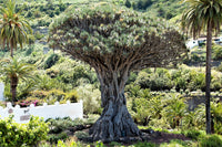 10 DRAGON TREE Dracaena Draco Canary Island Drago Blood Asparagus Yucca Evergreen Succulent Houseplant Orange Berry White Flower Seeds