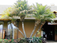 10 PYGMY DATE PALM Phoenix Roebelenii Dwarf Miniature Ornamental Fruit Tree Houseplant Seeds
