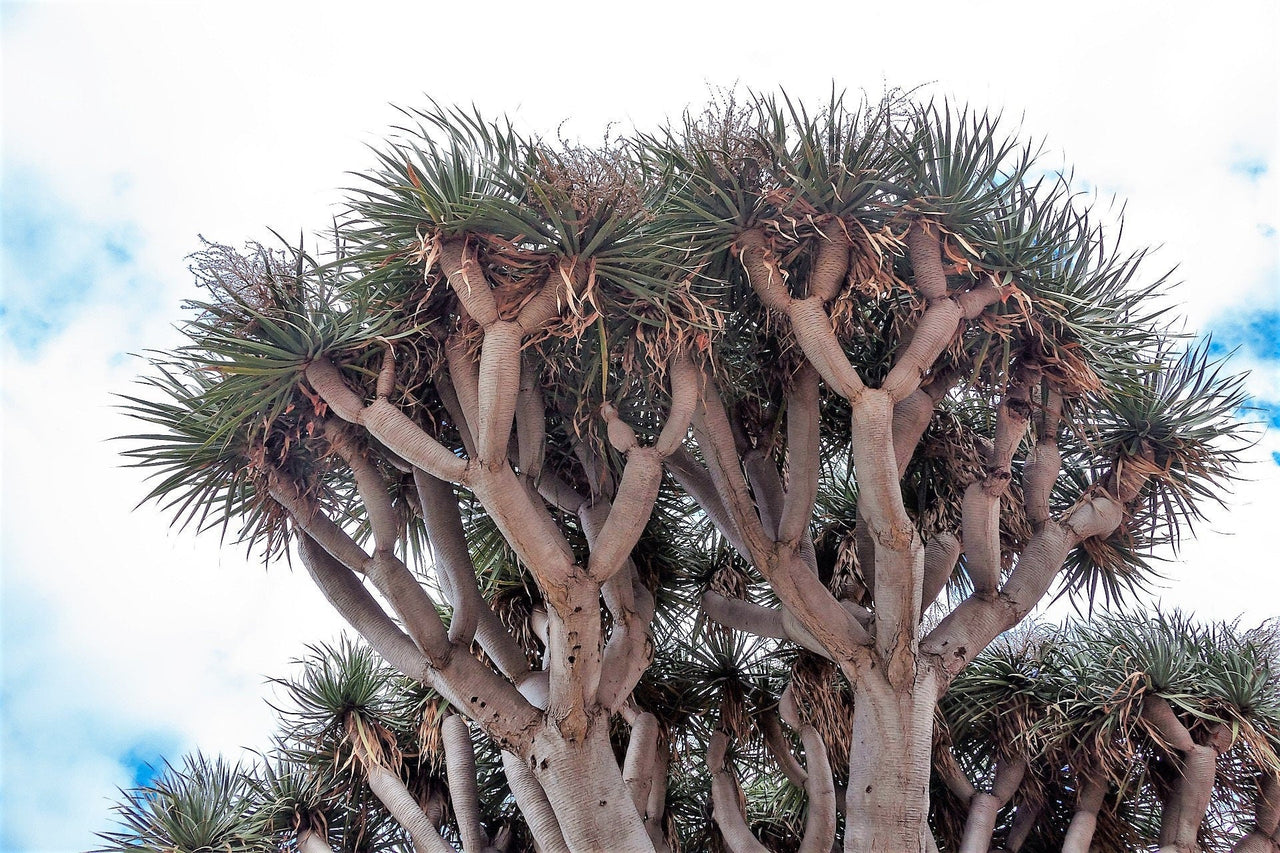 10 DRAGON TREE Dracaena Draco Canary Island Drago Blood Asparagus Yucca Evergreen Succulent Houseplant Orange Berry White Flower Seeds