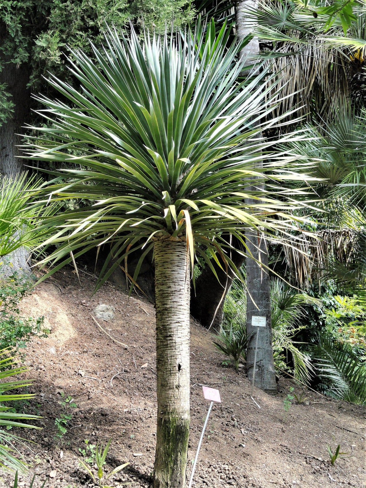10 DRAGON TREE Dracaena Draco Canary Island Drago Blood Asparagus Yucca Evergreen Succulent Houseplant Orange Berry White Flower Seeds