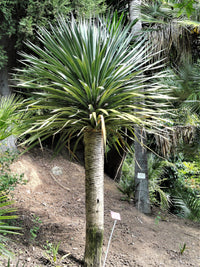 10 DRAGON TREE Dracaena Draco Canary Island Drago Blood Asparagus Yucca Evergreen Succulent Houseplant Orange Berry White Flower Seeds