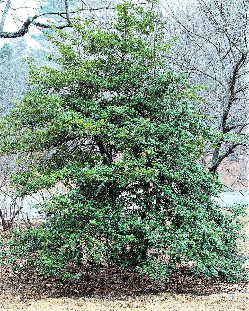 40 AMERICAN HOLLY Ilex Opaca Tree Shrub Evergreen Red Berry Seeds - aka White Holly, Prickly Holly, Christmas Holly, Yule Holly