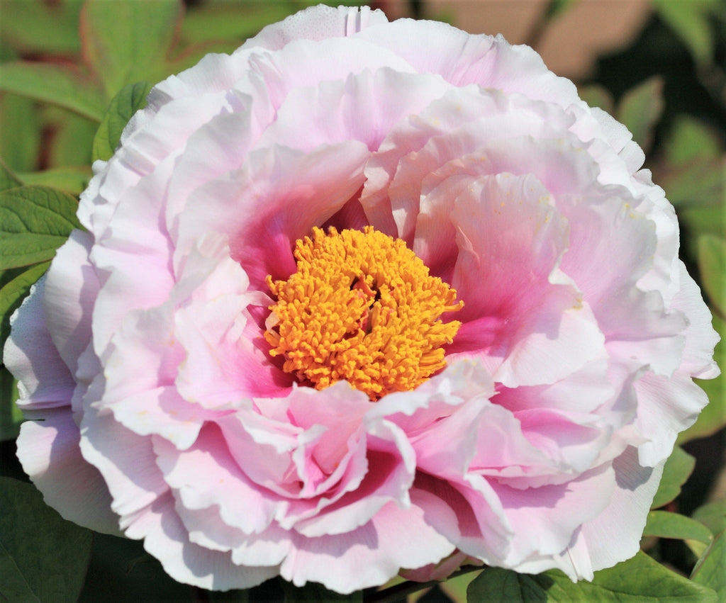 5 GARDEN PEONY Paeonia Lactiflora Red Pink White Mix Chinese Peony Flower Seeds