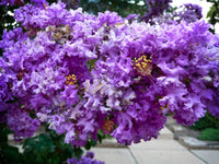 35 PURPLE CREPE MYRTLE Lagerstroemia Indica Flowering Shrub Bush Small Tree Seeds