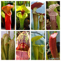 10 MIXED PITCHER PLANT Sarracenia Carnivorous Red Purple Yellow White Flower Seeds