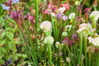 10 MIXED PITCHER PLANT Sarracenia Carnivorous Red Purple Yellow White Flower Seeds
