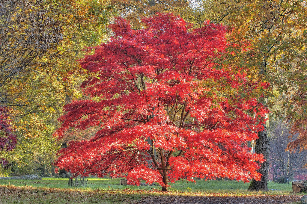 10 RED JAPANESE MAPLE Tree Bloodgood Ornamental Acer Palmatum Seeds