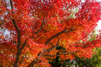 10 RED JAPANESE MAPLE Tree Bloodgood Ornamental Acer Palmatum Seeds