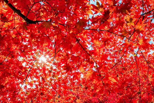 10 RED JAPANESE MAPLE Tree Bloodgood Ornamental Acer Palmatum Seeds