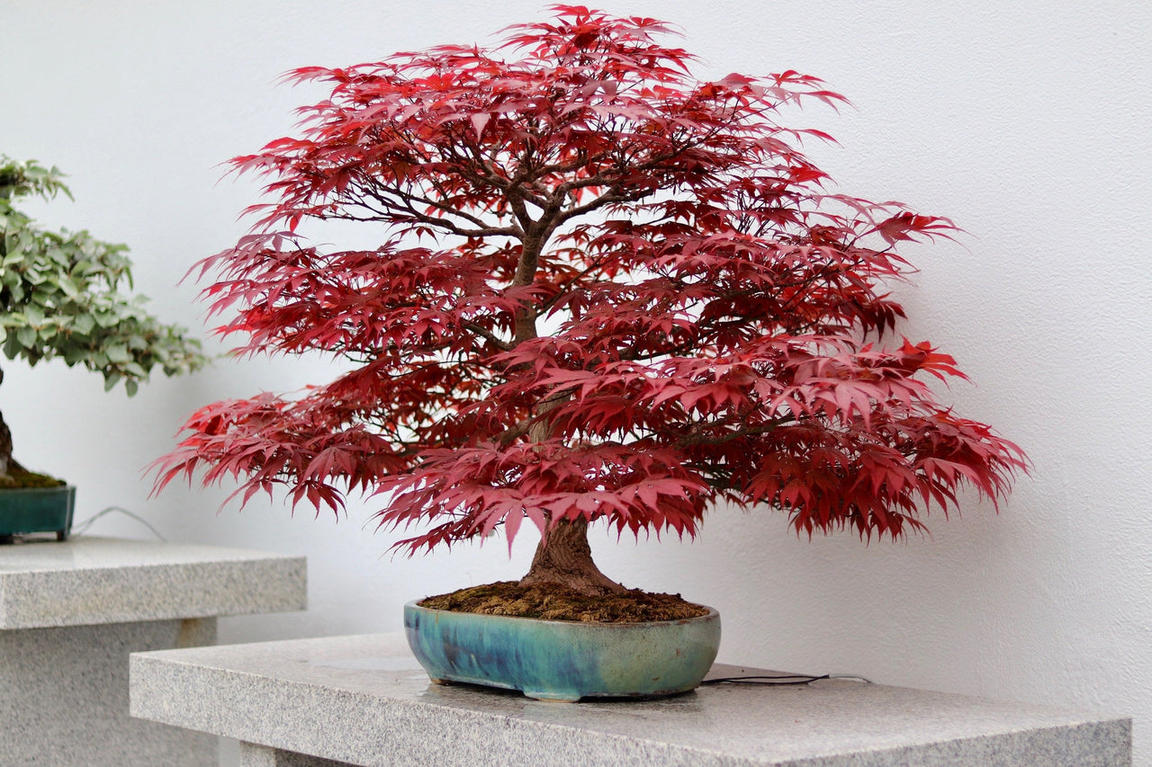 red japanese maple bonsai tree 10 RED JAPANESE MAPLE Tree Bloodgood Ornamental Acer Palmatum Seeds