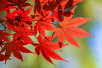 10 RED JAPANESE MAPLE Tree Bloodgood Ornamental Acer Palmatum Seeds