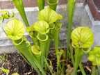 10 MIXED PITCHER PLANT Sarracenia Carnivorous Red Purple Yellow White Flower Seeds