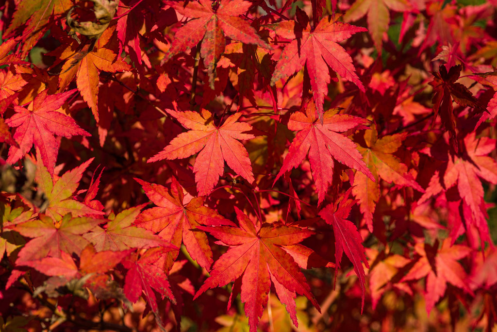 10 RED JAPANESE MAPLE Tree Bloodgood Ornamental Acer Palmatum Seeds