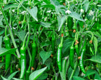 100 BIG JIM PEPPER Green to Red Big 12" Chili Mild Heat Capsicum Annuum Vegetable Seeds